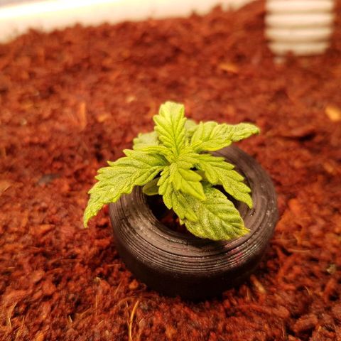 C4-Matic growlog timeline photo