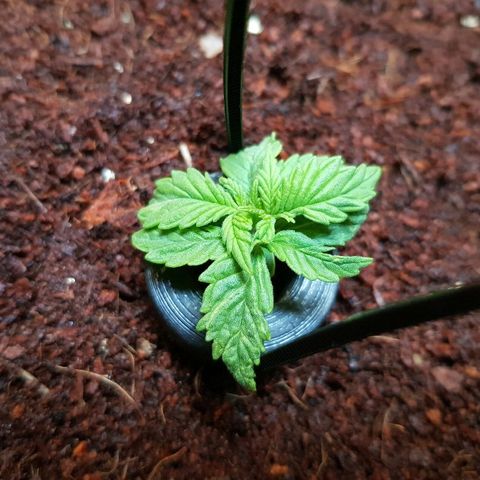 C4-Matic growlog timeline photo