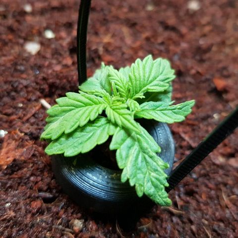 C4-Matic growlog timeline photo