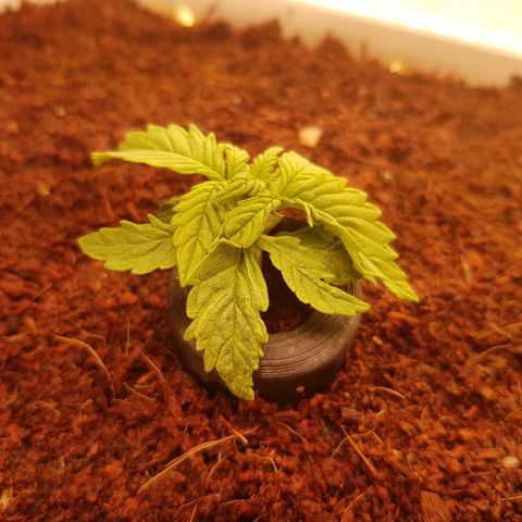 C4-Matic growlog timeline photo