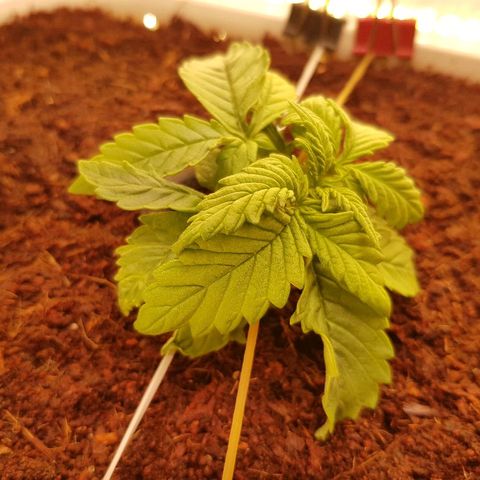C4-Matic growlog timeline photo