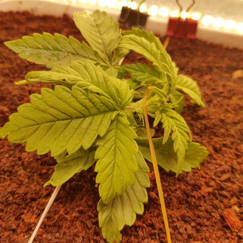 C4-Matic growlog timeline photo