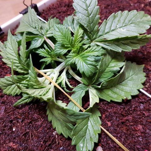 C4-Matic growlog timeline photo