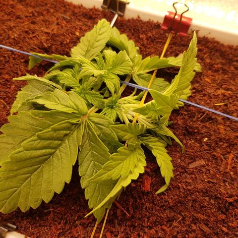 C4-Matic growlog timeline photo
