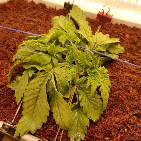 C4-Matic growlog timeline photo