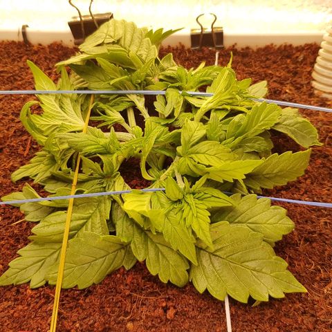 C4-Matic growlog timeline photo