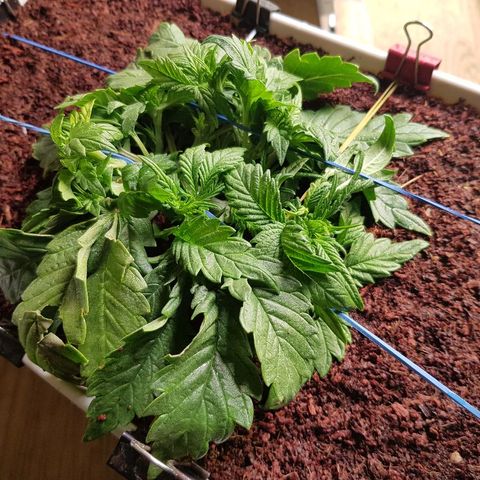 C4-Matic growlog timeline photo