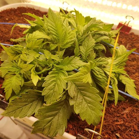 C4-Matic growlog timeline photo