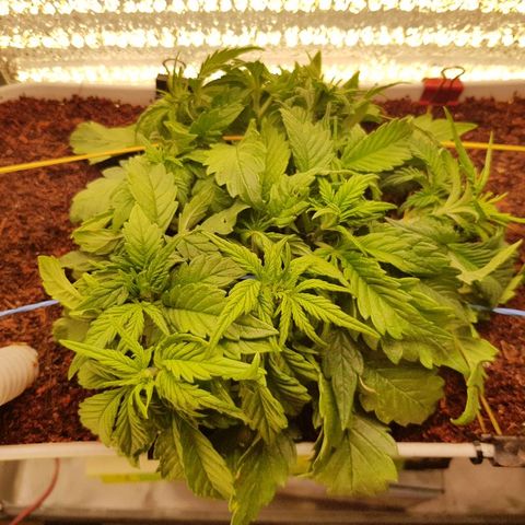 C4-Matic growlog timeline photo