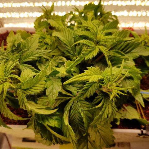 C4-Matic growlog timeline photo