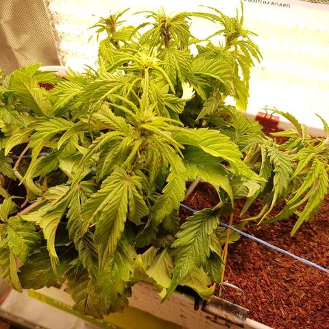 C4-Matic growlog timeline photo