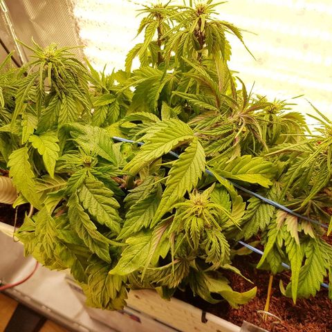 C4-Matic growlog timeline photo