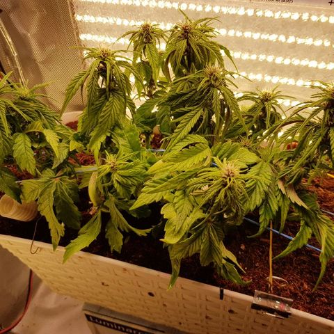 C4-Matic growlog timeline photo