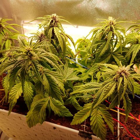 C4-Matic growlog timeline photo
