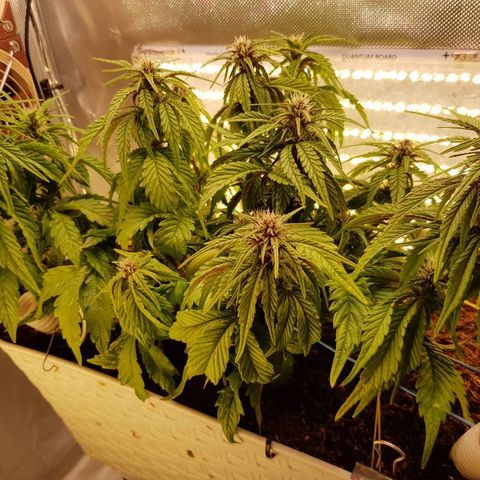 C4-Matic growlog timeline photo