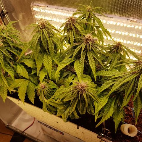 C4-Matic growlog timeline photo