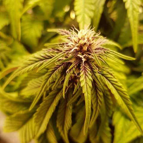 C4-Matic growlog timeline photo