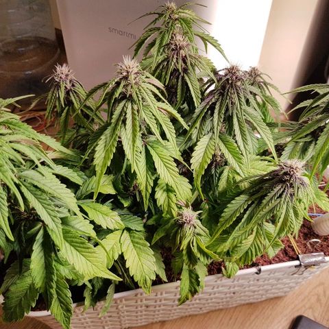 C4-Matic growlog timeline photo