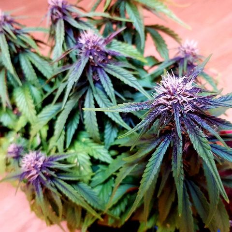 C4-Matic growlog timeline photo