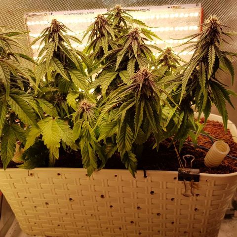 C4-Matic growlog timeline photo