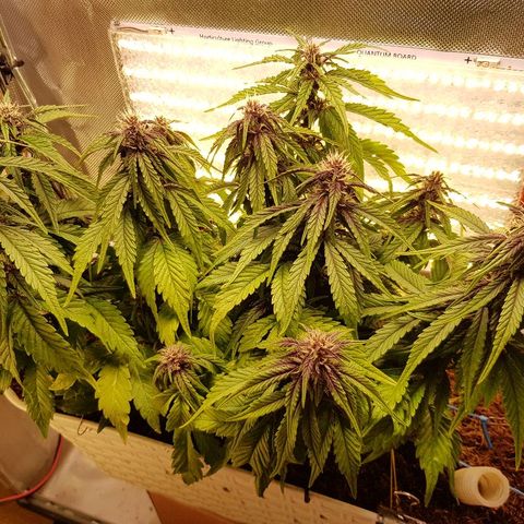 C4-Matic growlog timeline photo
