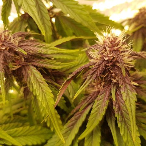 C4-Matic growlog timeline photo