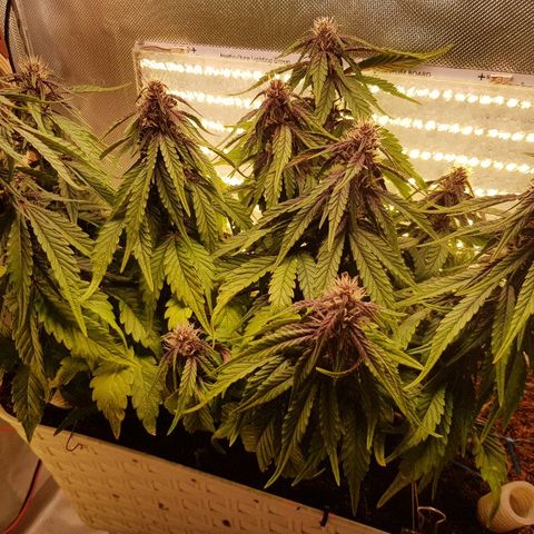 C4-Matic growlog timeline photo
