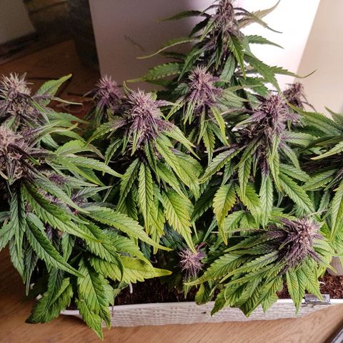C4-Matic growlog timeline photo