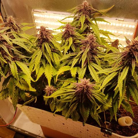 C4-Matic growlog timeline photo
