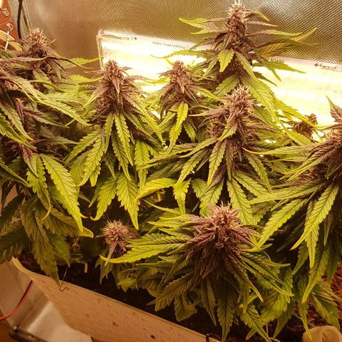 C4-Matic growlog timeline photo