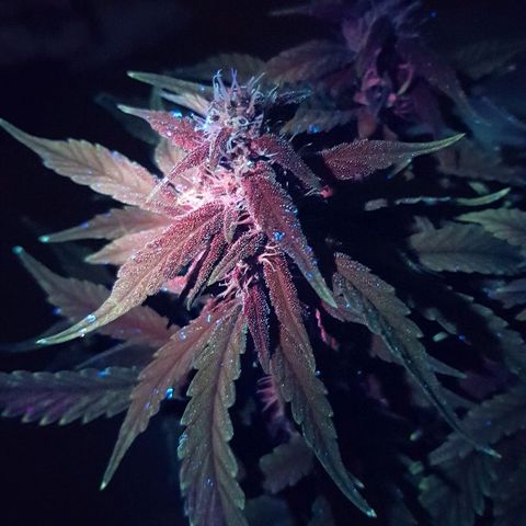 C4-Matic growlog timeline photo