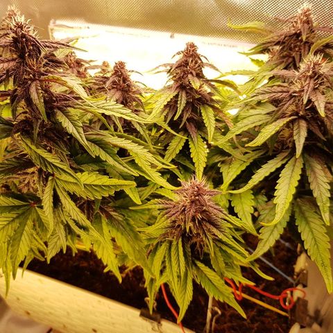 C4-Matic growlog timeline photo