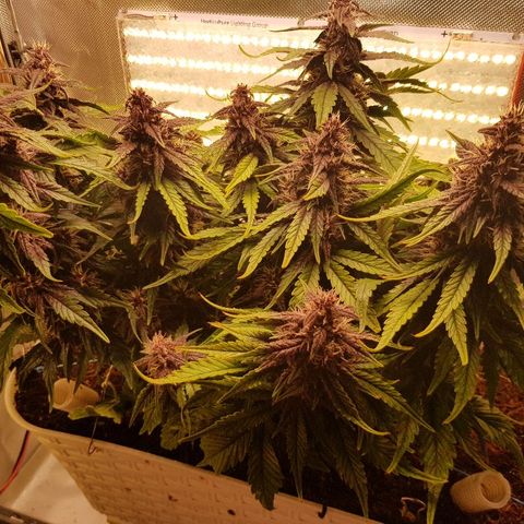 C4-Matic growlog timeline photo
