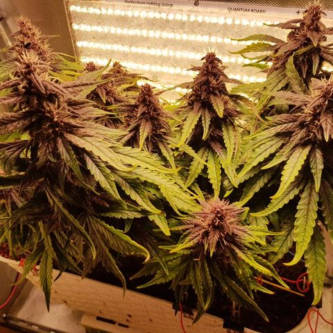 C4-Matic growlog timeline photo