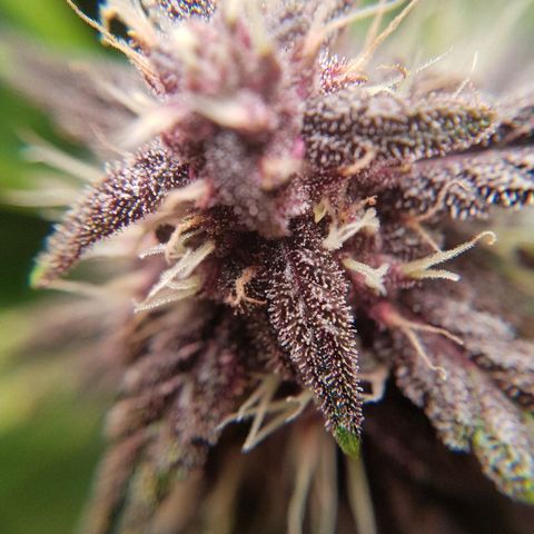 C4-Matic growlog timeline photo