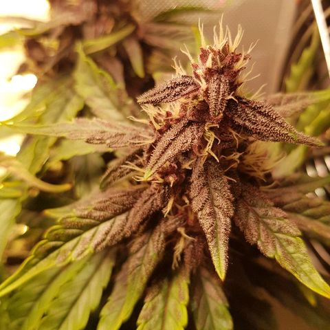 C4-Matic growlog timeline photo