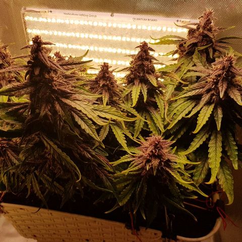 C4-Matic growlog timeline photo