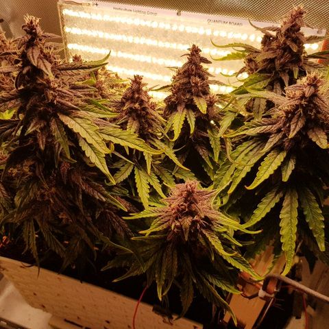 C4-Matic growlog timeline photo