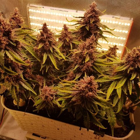 C4-Matic growlog timeline photo