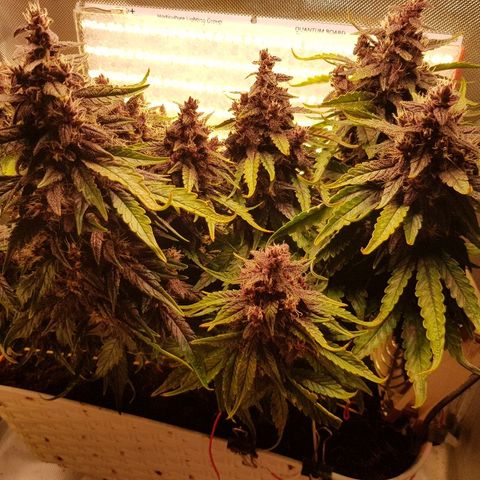 C4-Matic growlog timeline photo