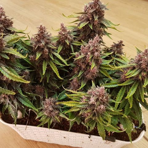 C4-Matic growlog timeline photo