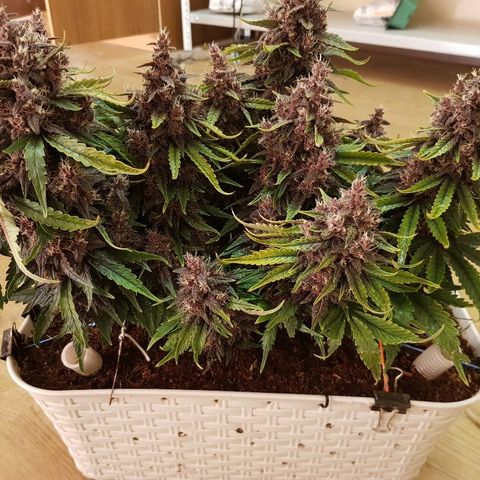 C4-Matic growlog timeline photo