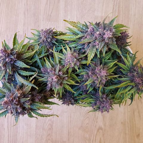 C4-Matic growlog timeline photo