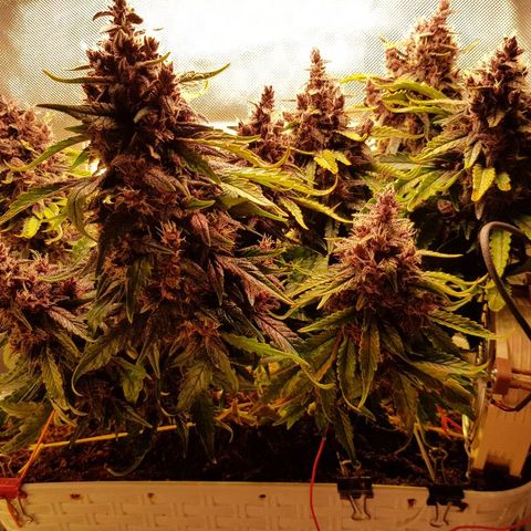 C4-Matic growlog timeline photo