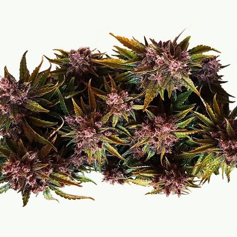 C4-Matic growlog timeline photo