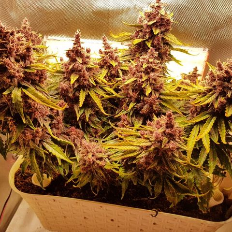 C4-Matic growlog timeline photo