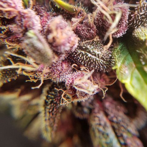 C4-Matic growlog timeline photo