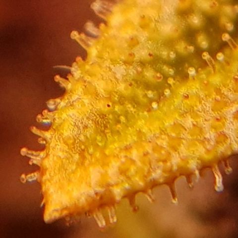 C4-Matic growlog timeline photo