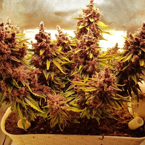 C4-Matic growlog timeline photo