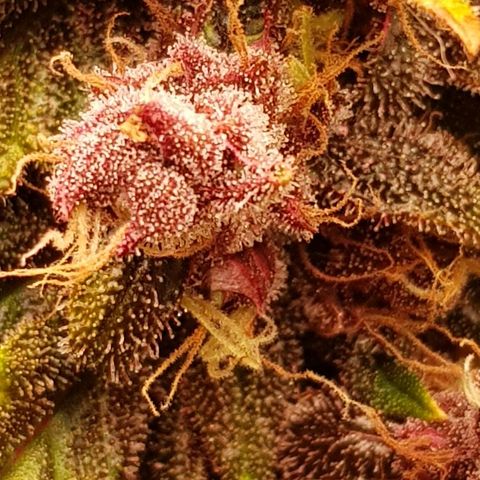 C4-Matic growlog timeline photo